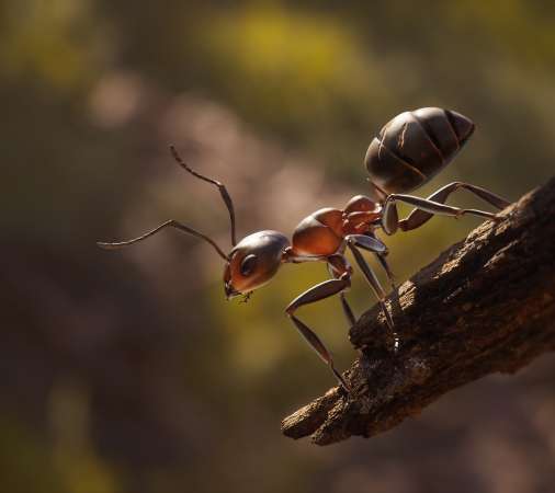 Empire of the Ants Mobile Horizontal wallpaper or background