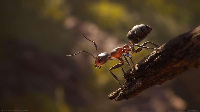 Empire of the Ants wallpaper or background